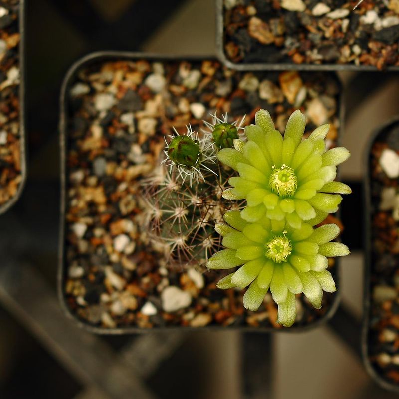 Echinocereus  viridiflorus var davisii-Flower