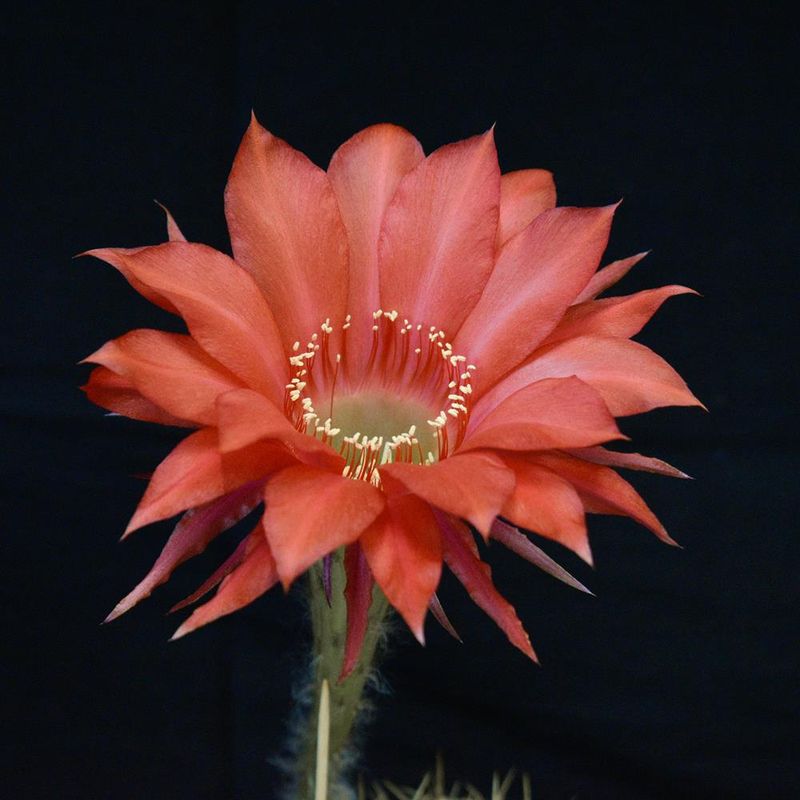 Echinopsis Hybrid 'Harbard' is specifically bred for its beautiful and distinctive flowers.