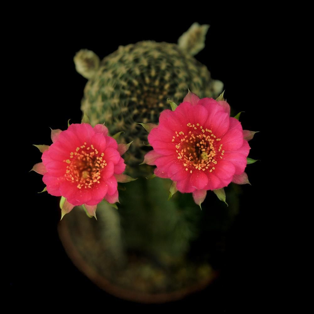 Rebutia hybrid Magenta Constellation India's 1 Online Garden Store Buy Cactus & succulent
