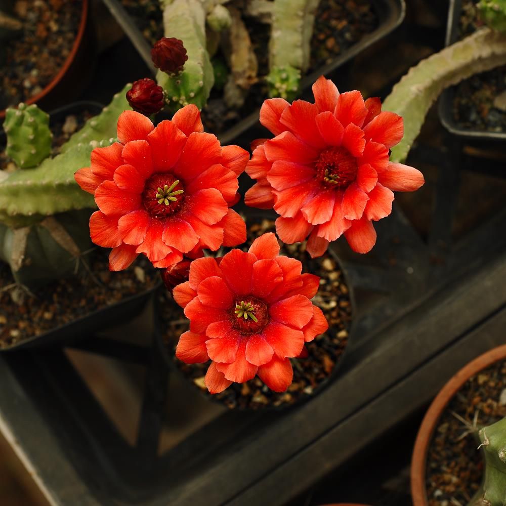 Echinocereus scheeri var. gentryi f. cucumis-Flower