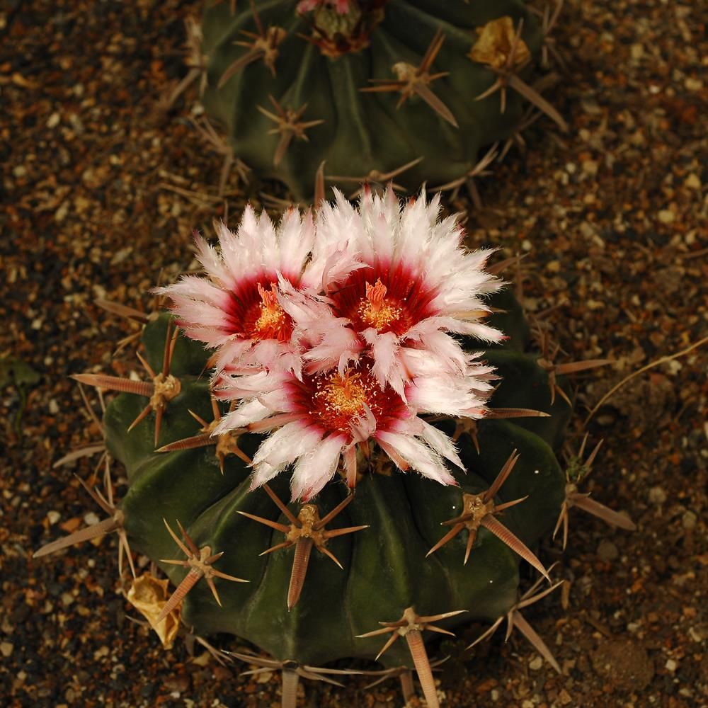 Echinocactus texansis
