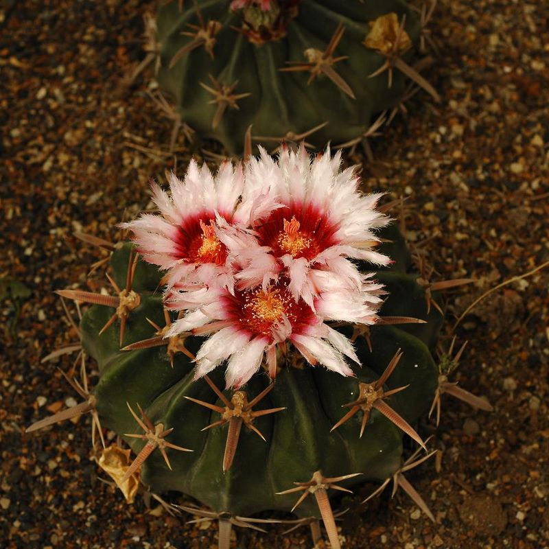 Echinocactus texansis