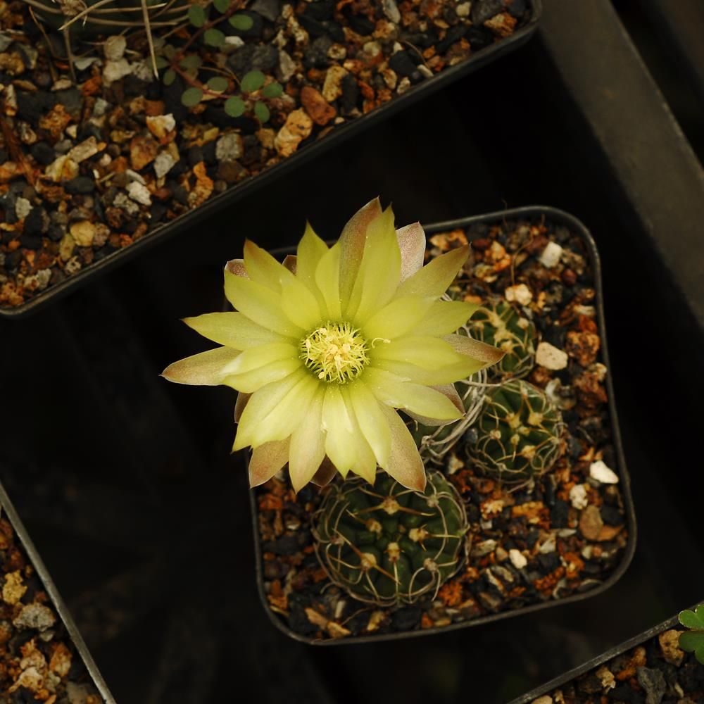 Gymnocalycium uruguayense