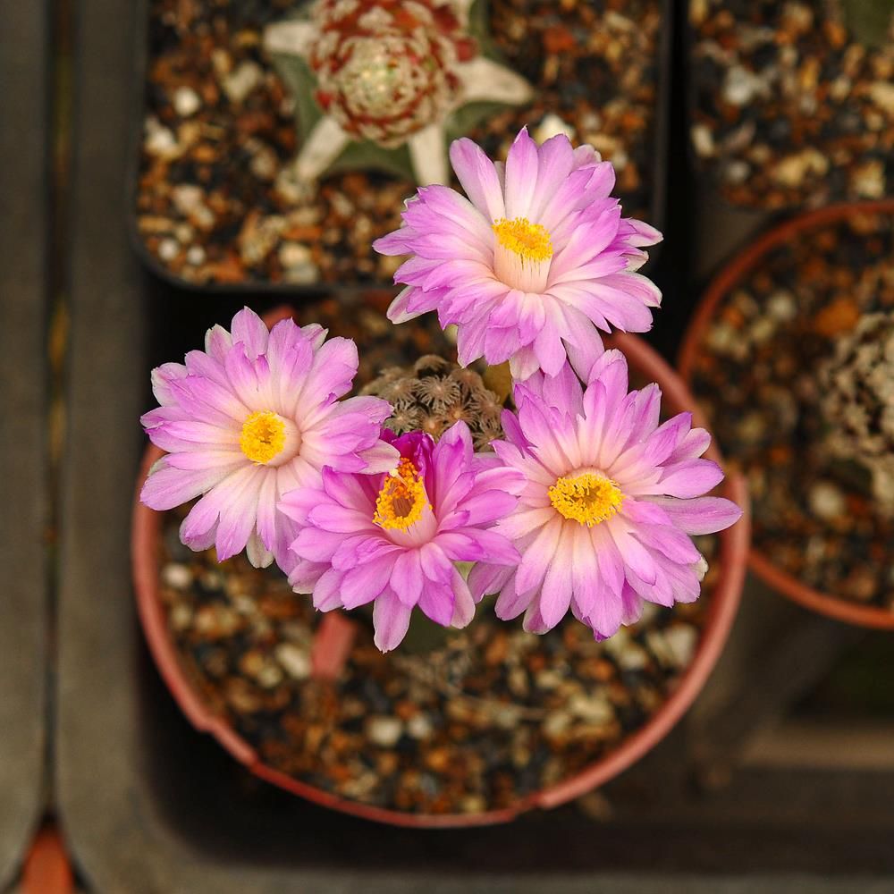 Mammillaria theresae Crest Grafted