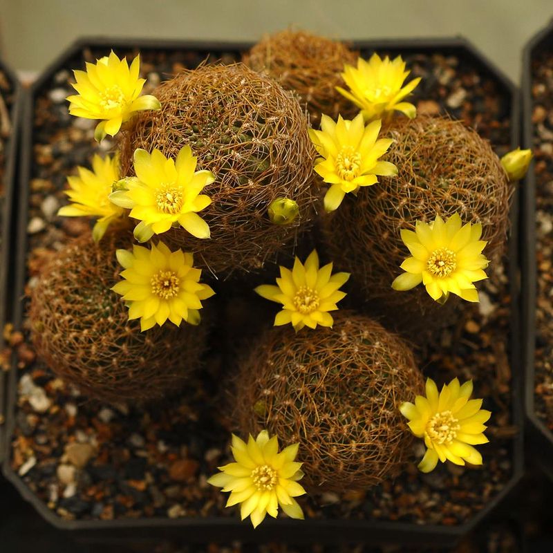 Sulcorebutia candiae syn arenacea long spine