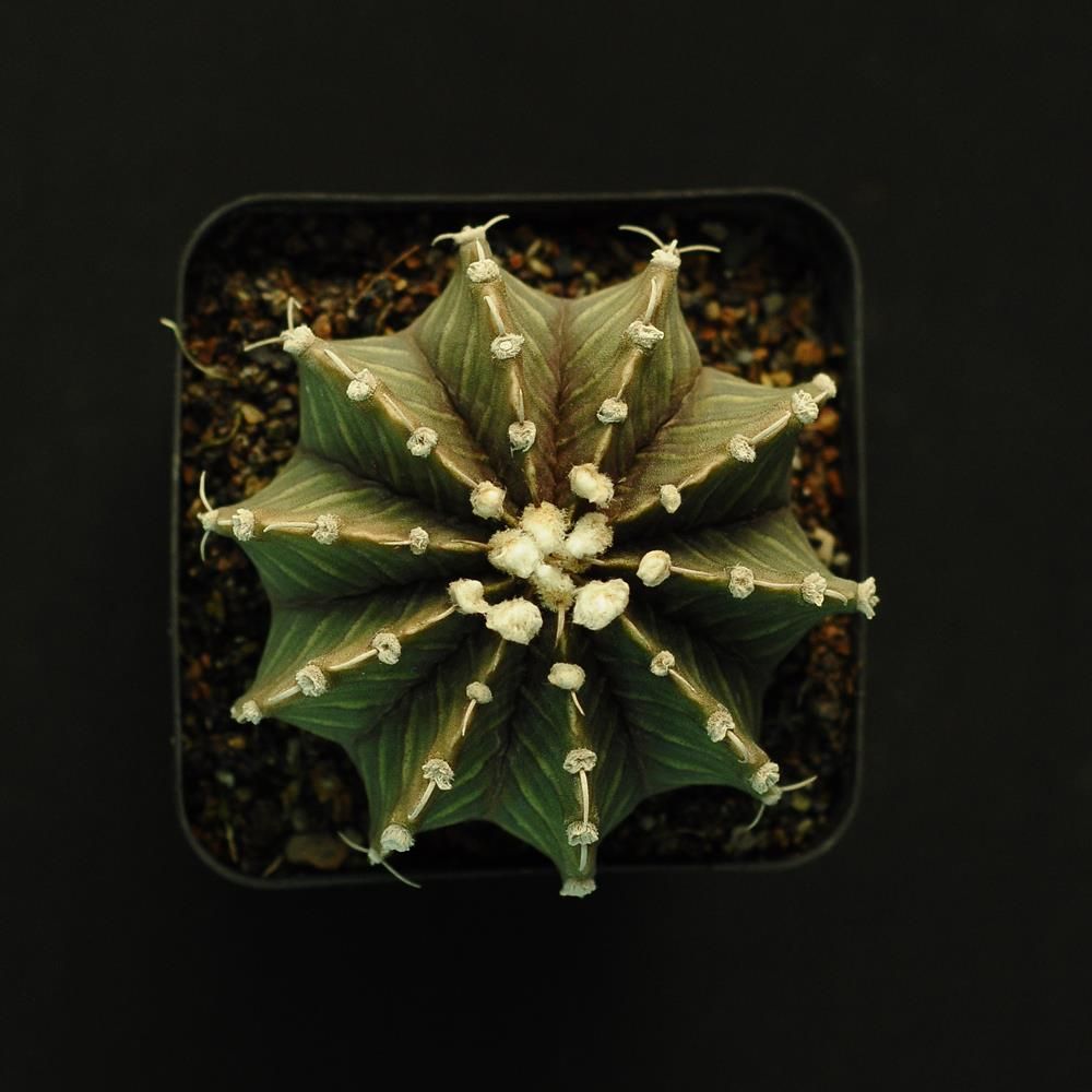 Seeds of Gymnocalycium friedrichii LB2178