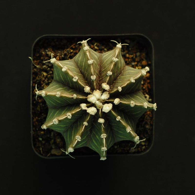 Seeds of Gymnocalycium friedrichii LB2178