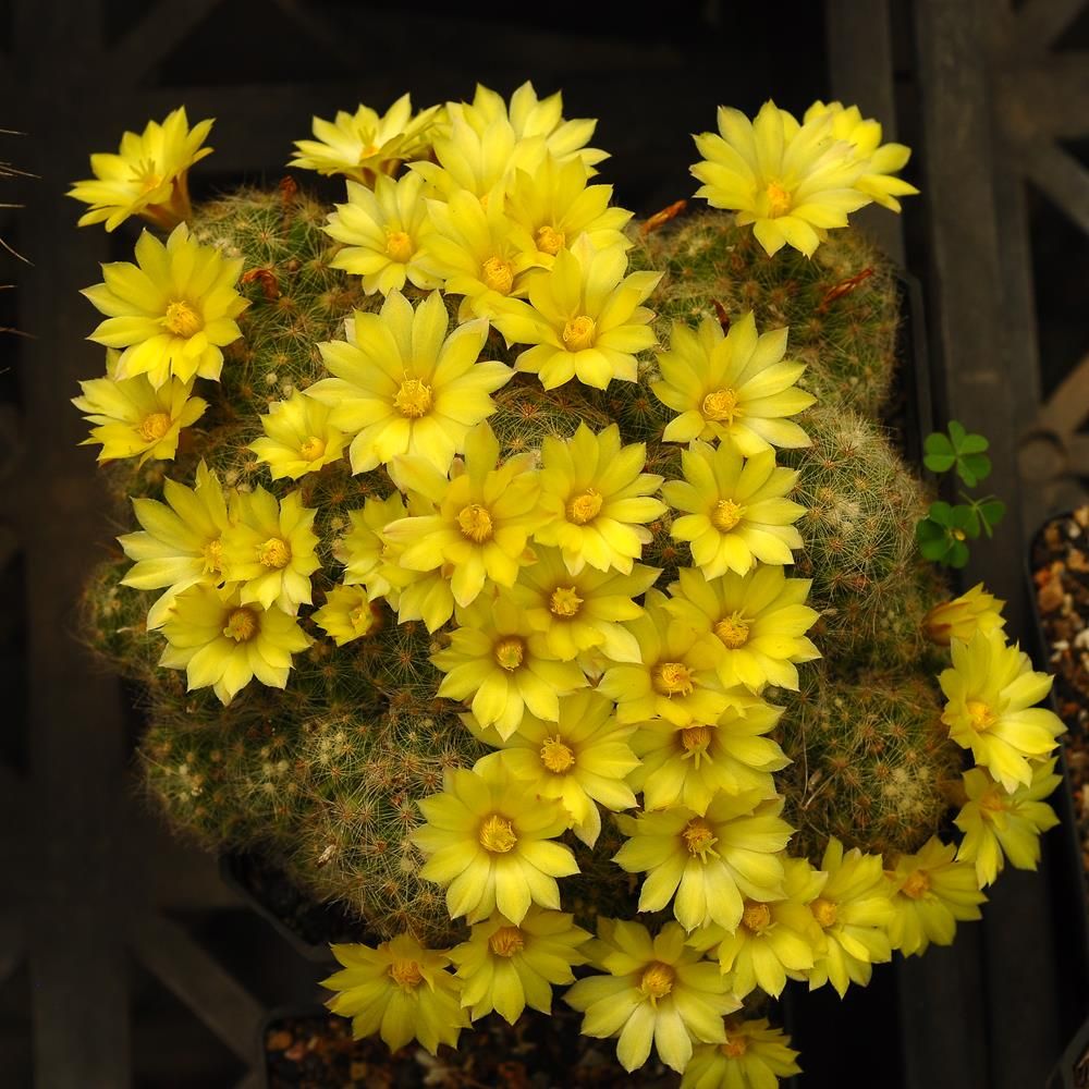 Mammillaria Baumii Crest Grafted
