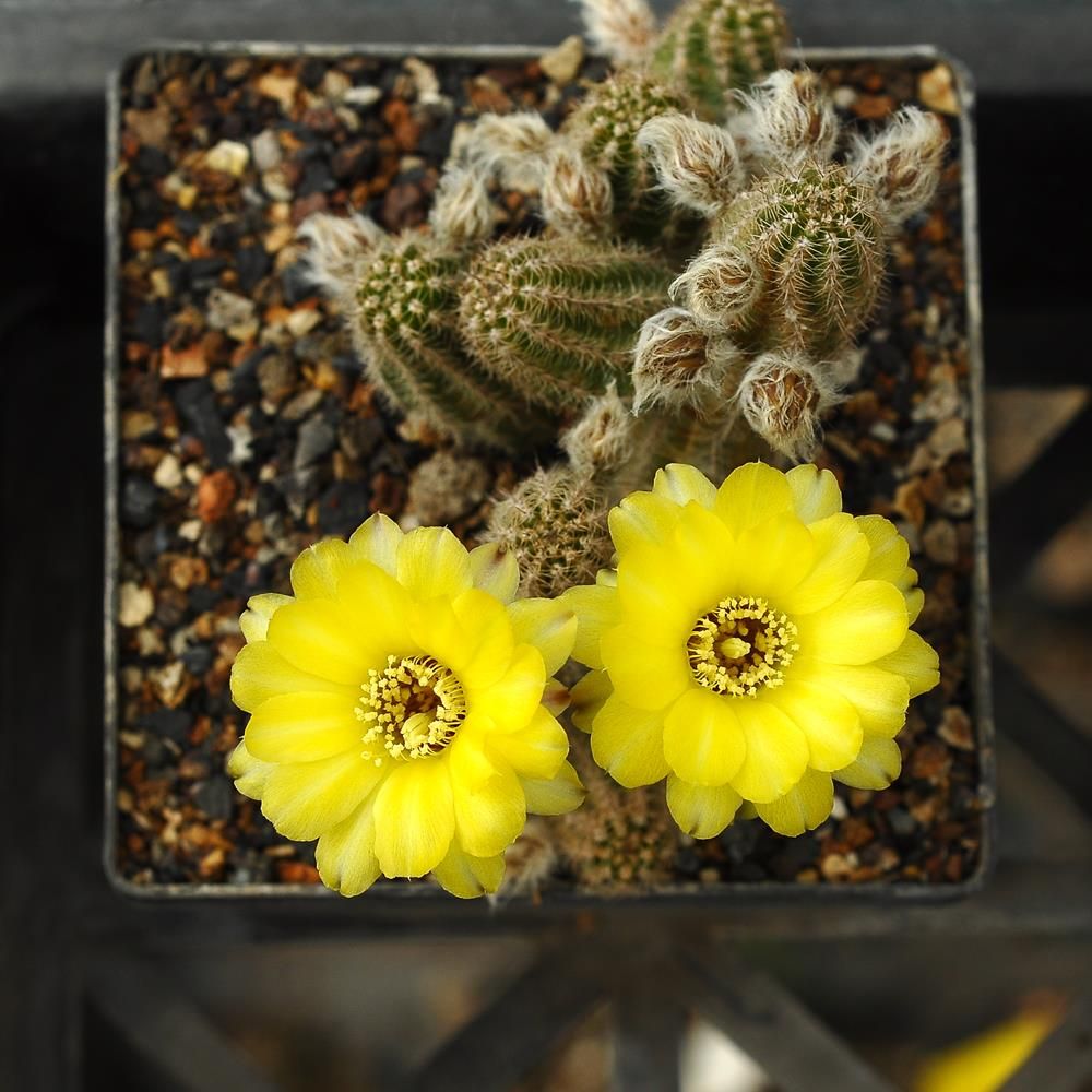 Chaemolobivia CANARY YELLOW (Peanut Cactus)- Flower