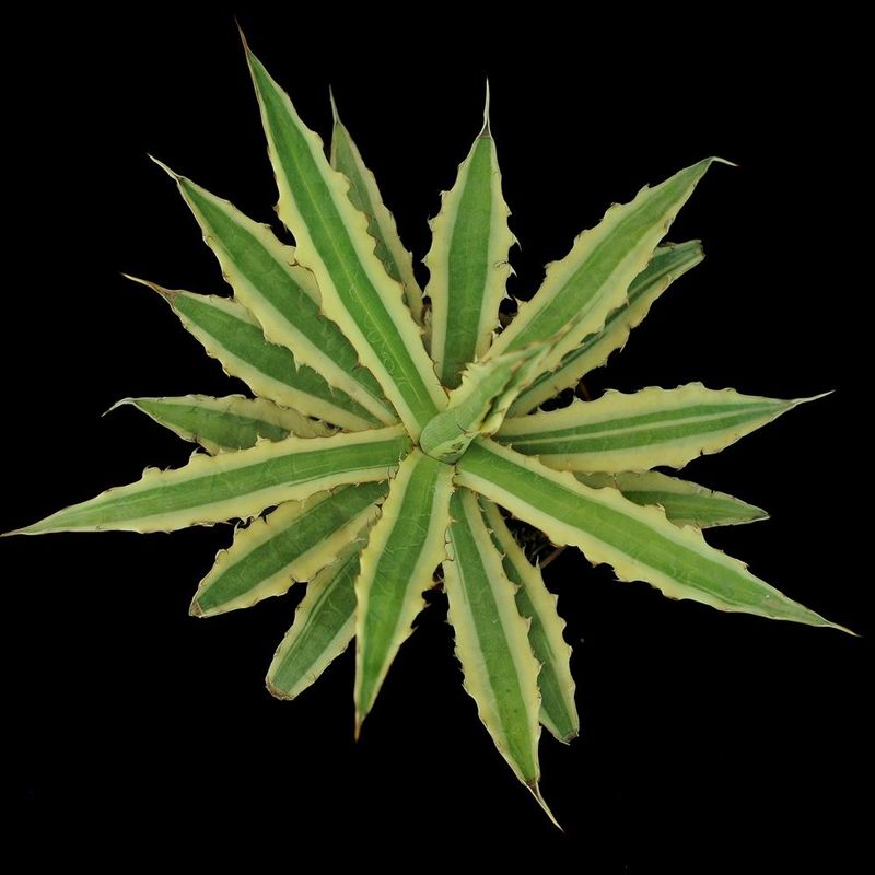 Agave xylonacantha Variegated Agave xylonacantha Variegated