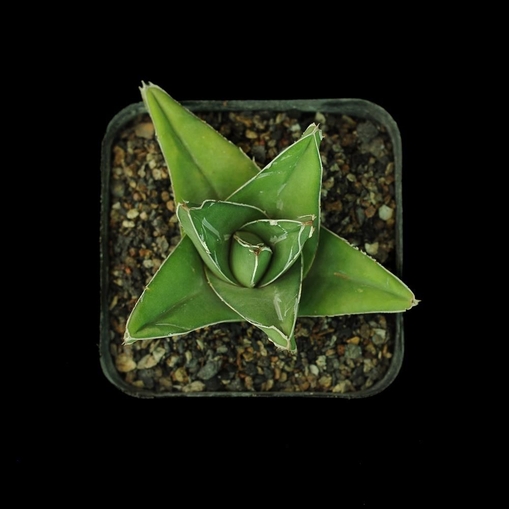 Agave victoria reginae  (Wide leaf form)