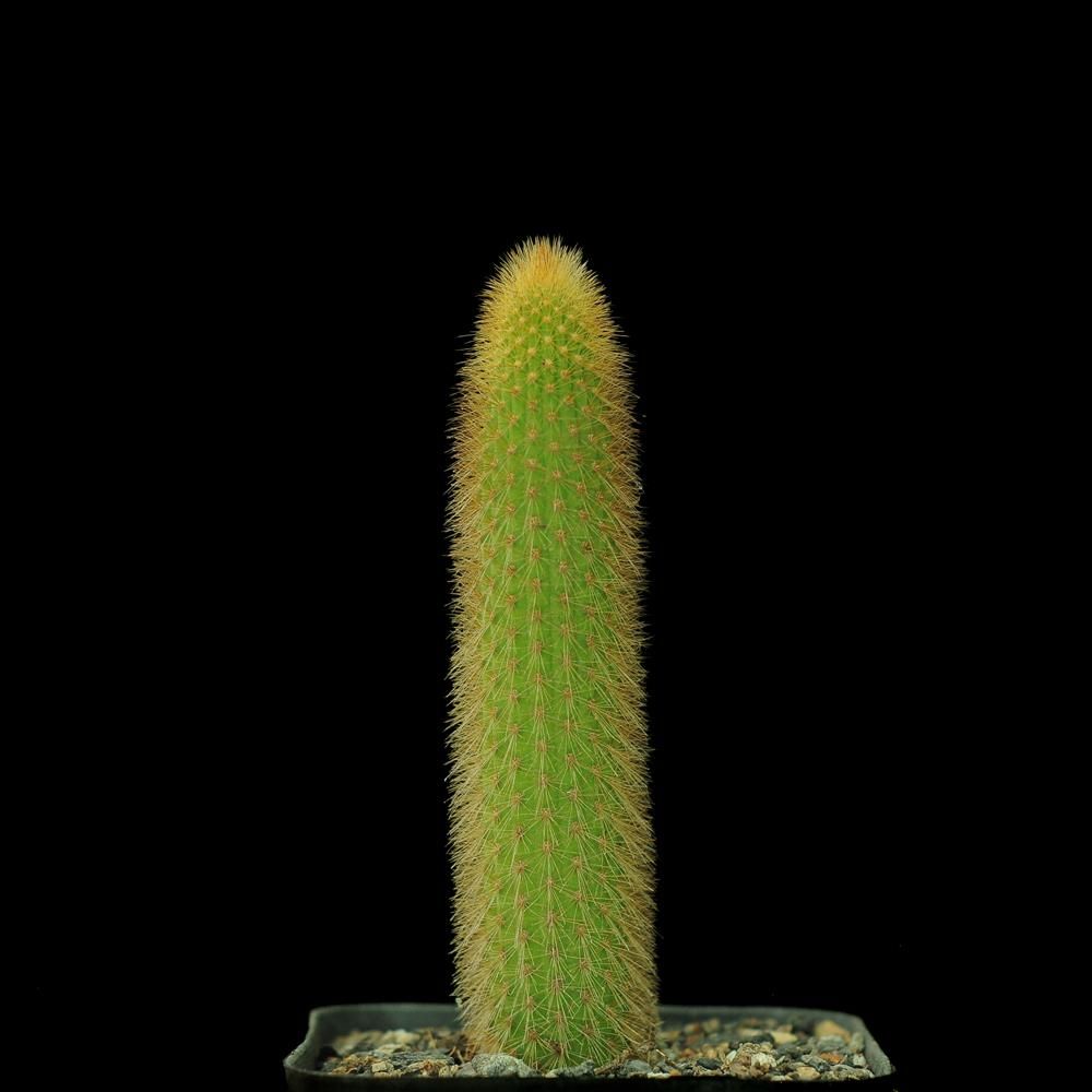 Cleistocactus winterii (rufus clone)