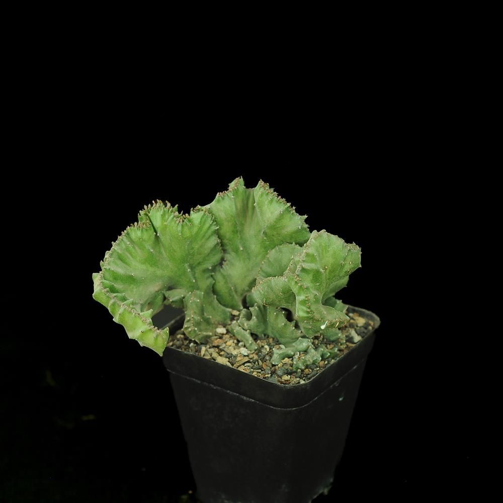 Euphorbia lactea crest
