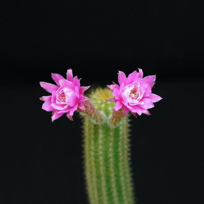Akersia cv. Otto Schultz