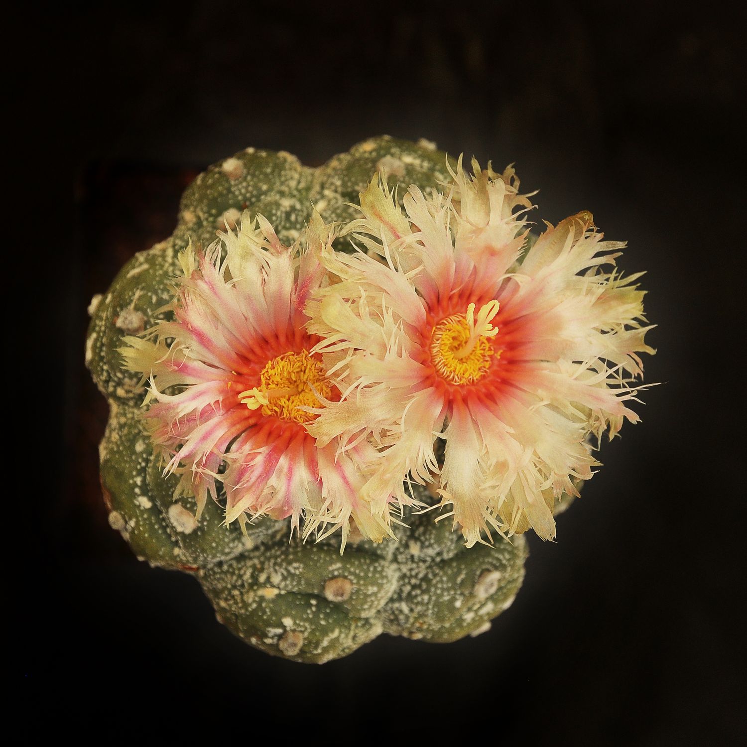 Astrophytum asterias "Turtle Skin and Feather Petal Yellow" Flower