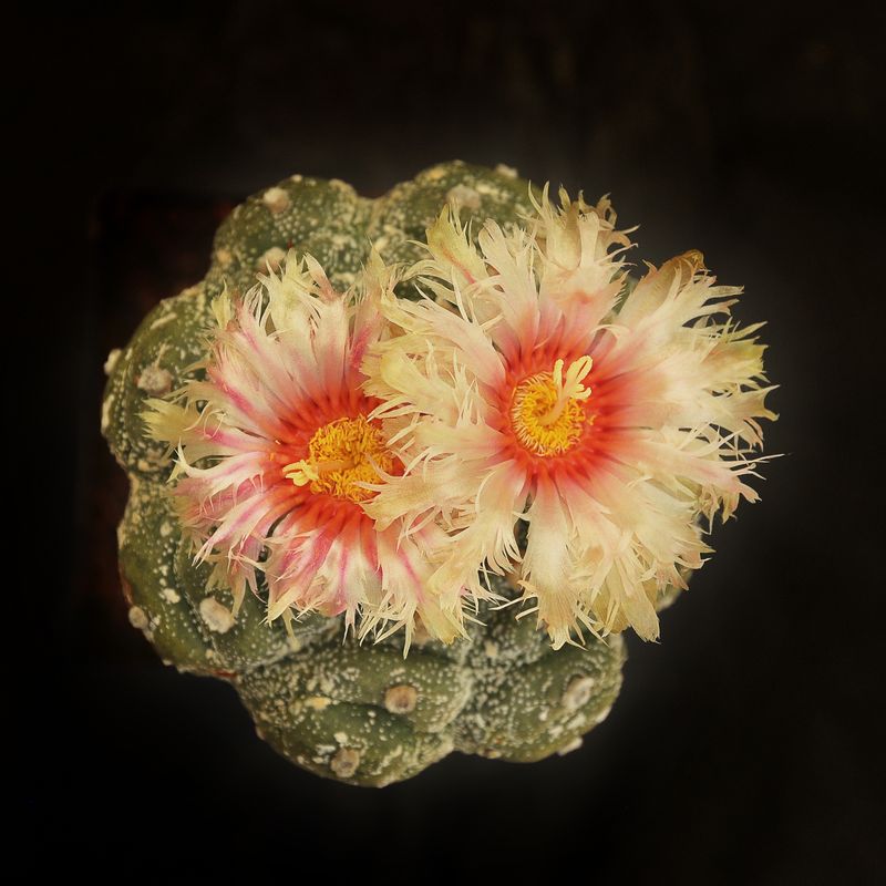 Astrophytum asterias "Turtle Skin and Feather Petal Yellow" Flower