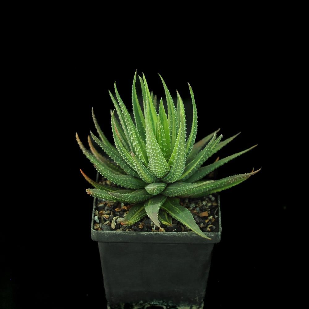 Haworthia pumila "Donuts" variegated
