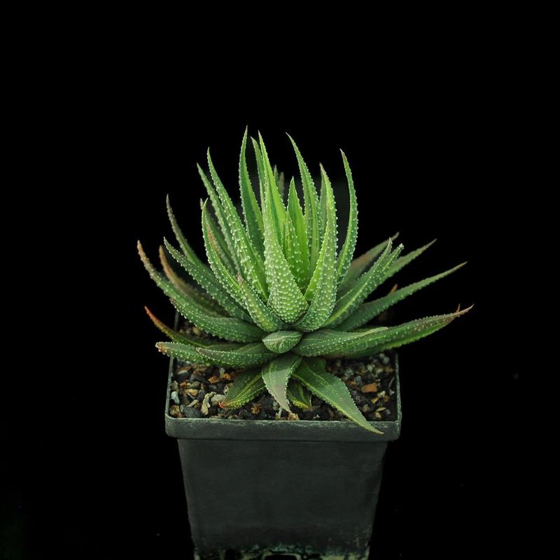 Haworthia pumila "Donuts" variegated