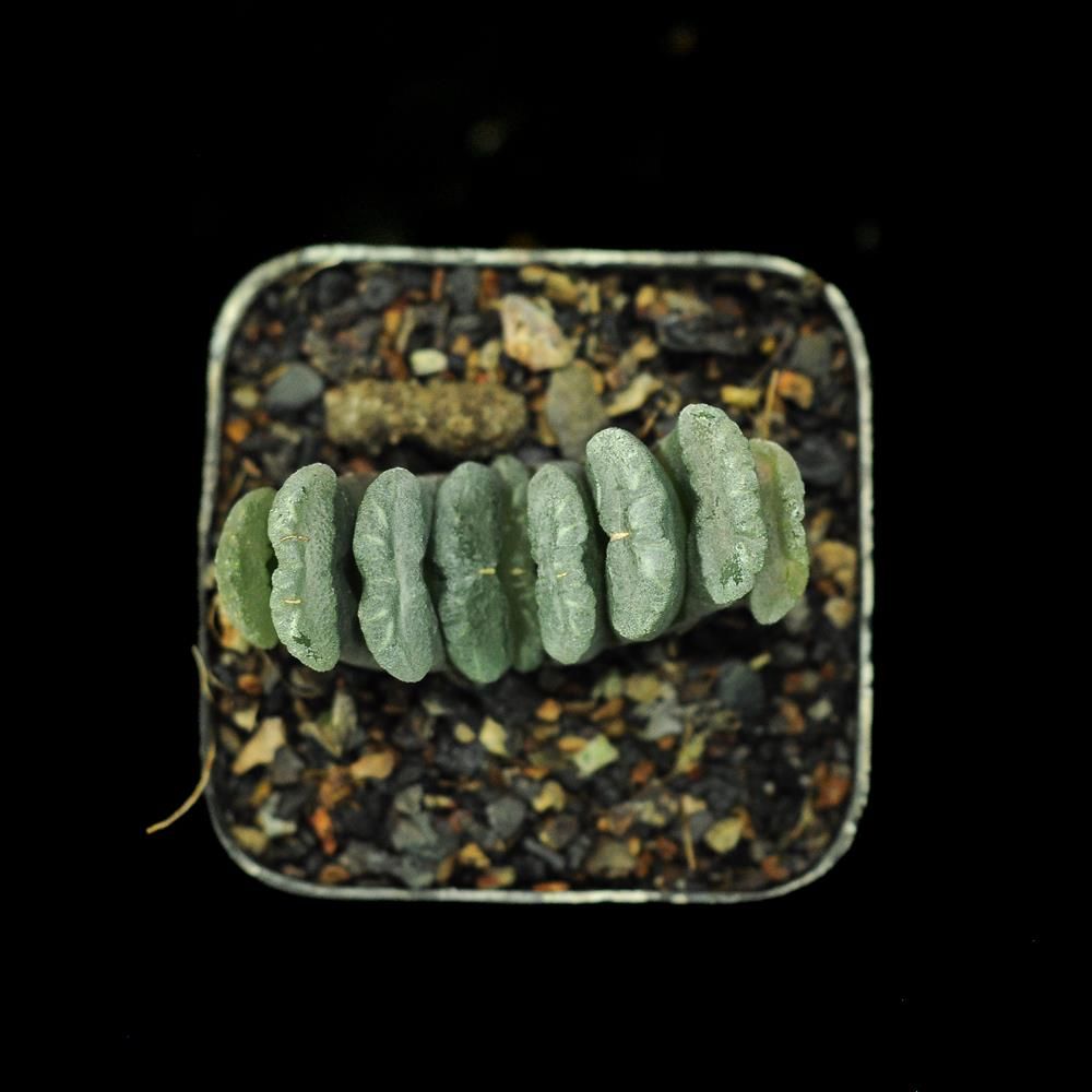 Haworthia truncata (Broad  Leaf)