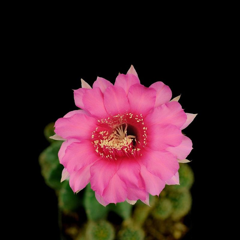 Echinopsis hybrid