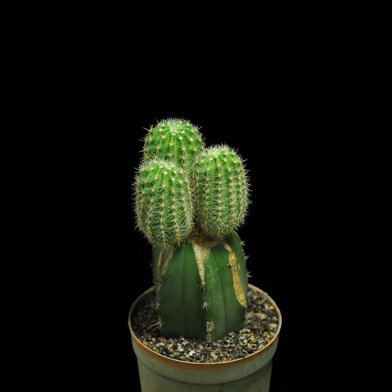 Echinopsis Saragarhi - Side View