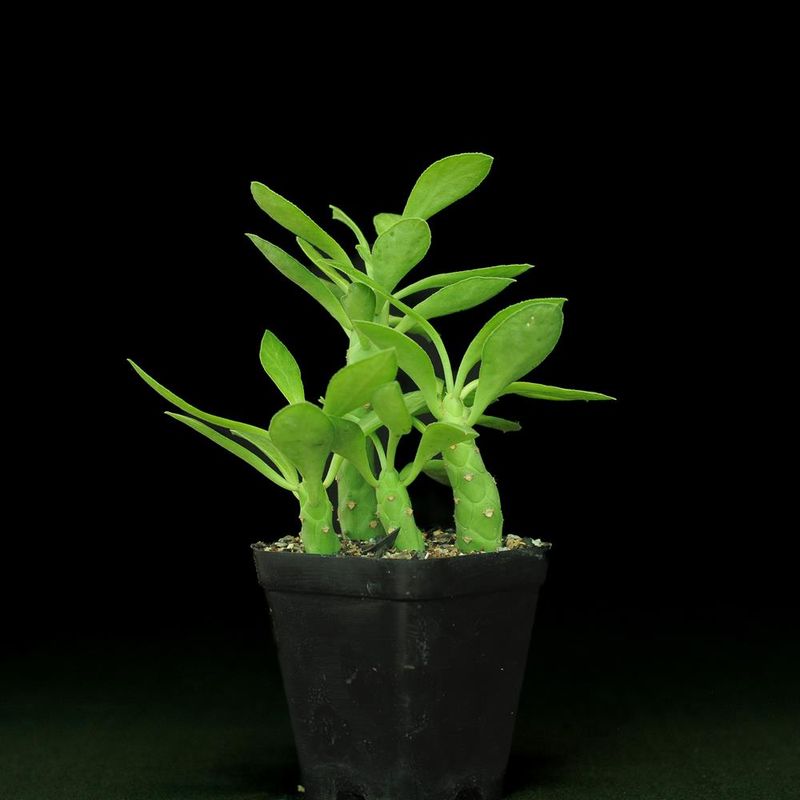 Monadenium lugardiae