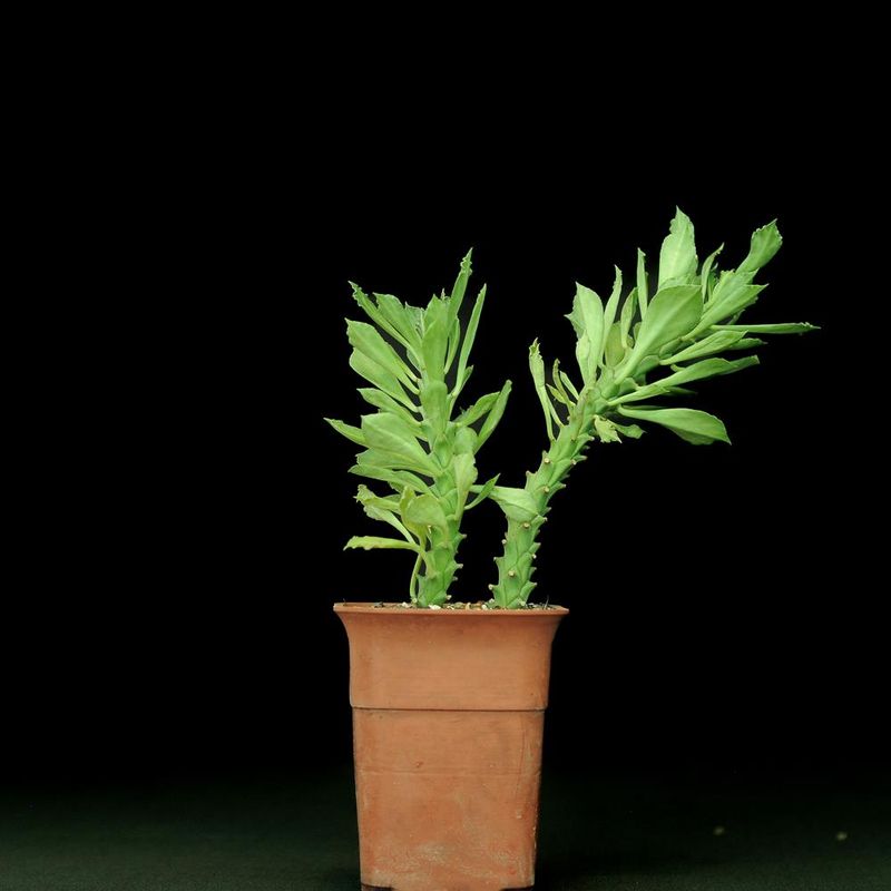 Monadenium schubei
