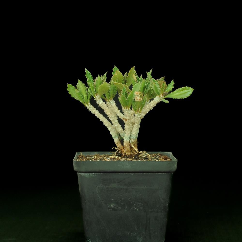 Euphorbia decaryi var. cap-saintemariensis