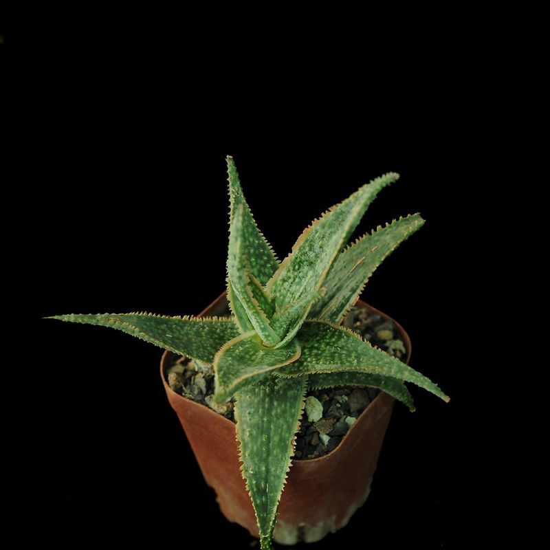 Aloe 'Green Sand'