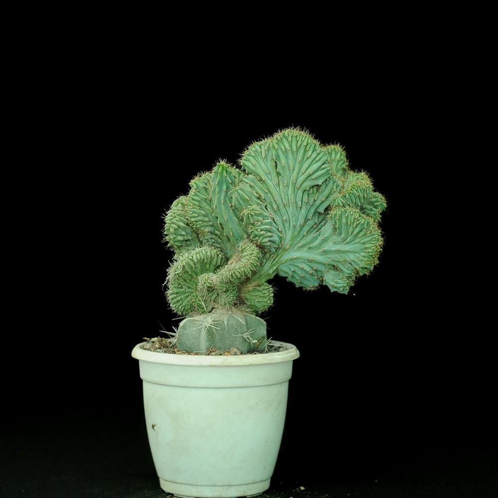 Myrtillocactus geometrizans elite crest India's 1 Online Garden