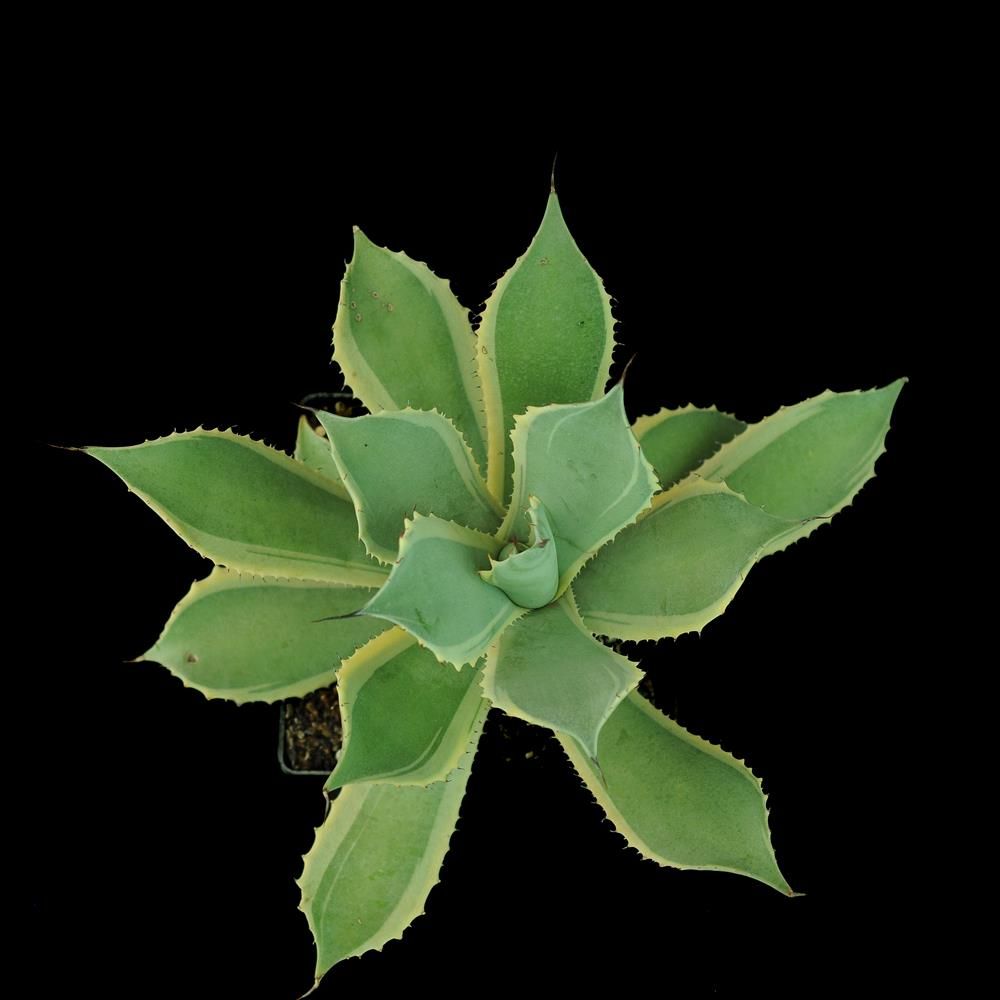 Agave potatorum Blue winds aka Agave potatorum Eye scream