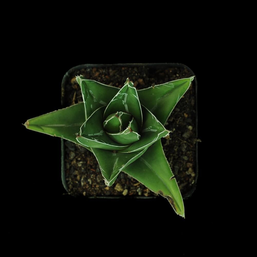 Agave victoria reginae  (Wide leaf form)