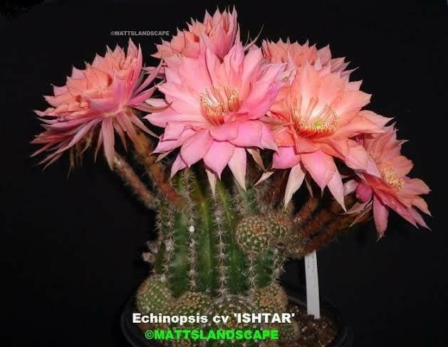 Echinopsis hybrid Ishtar