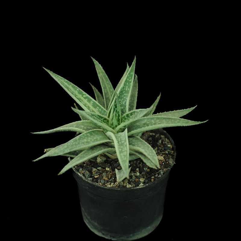 Gasteraloe "Spirit of 88" aka Gasteraloe cv 'Thais'