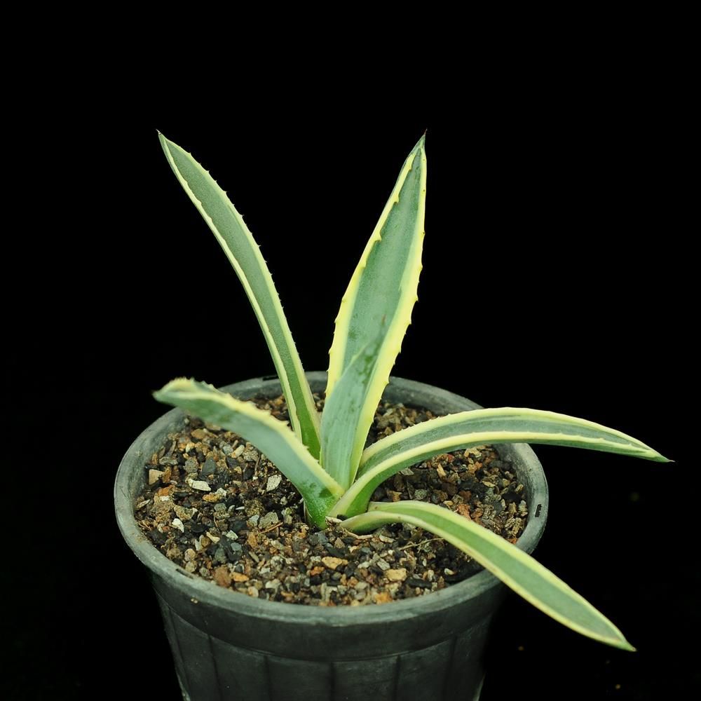 Agave americana 'Marginata aurea'
