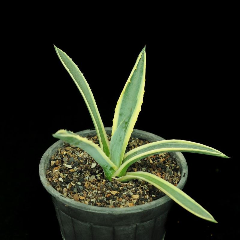 Agave americana 'Marginata aurea'