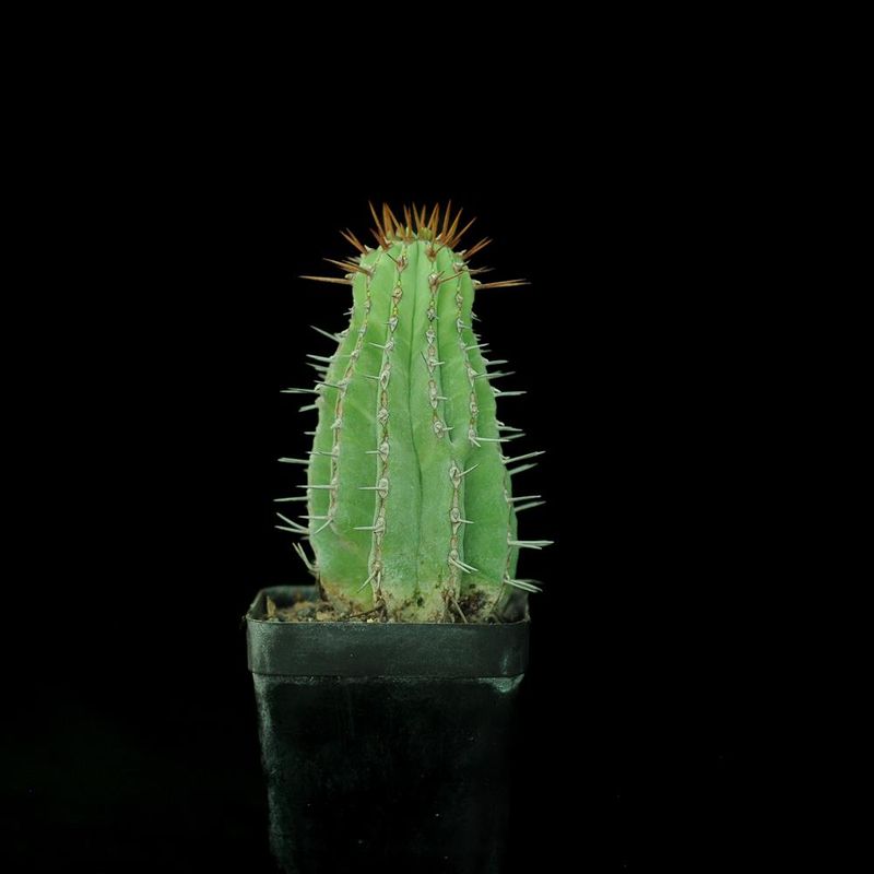 Euphorbia fruticosa (Typical Form)