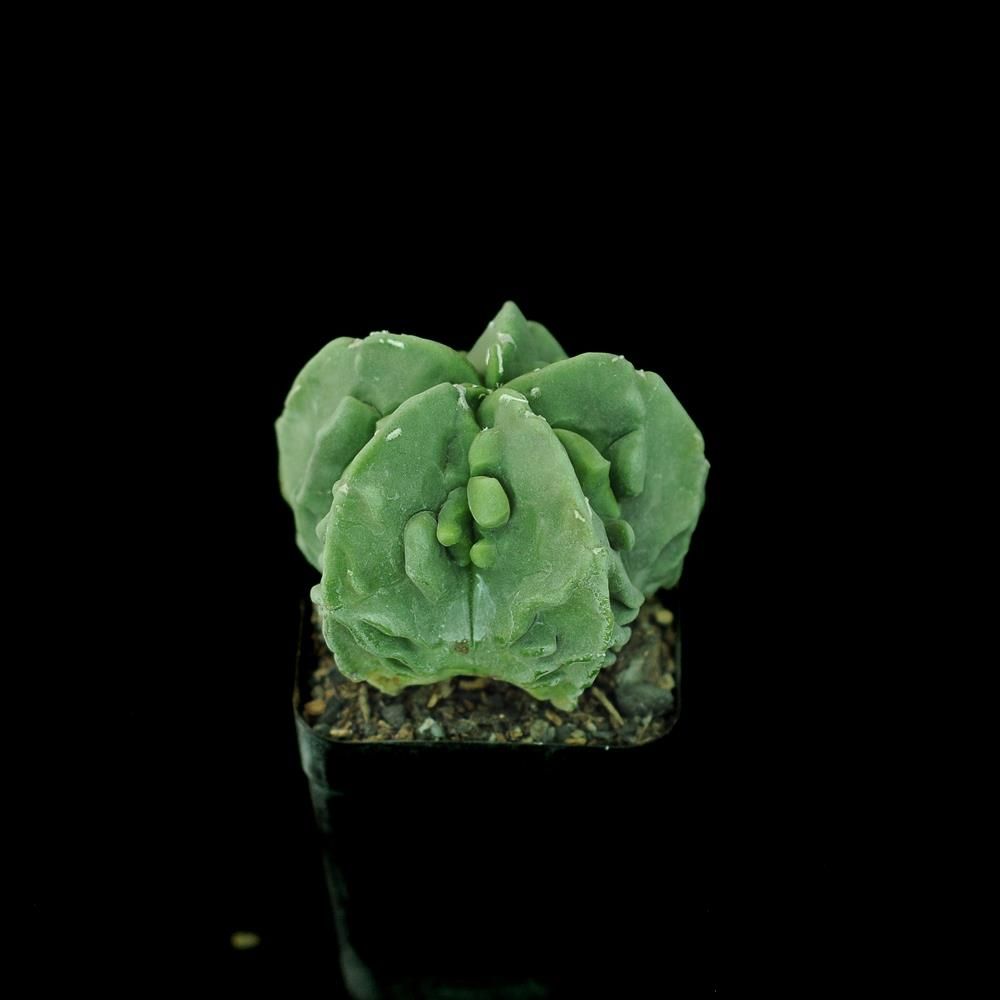Astrophytum myriostigma nudum cv. 'Fukuryu'