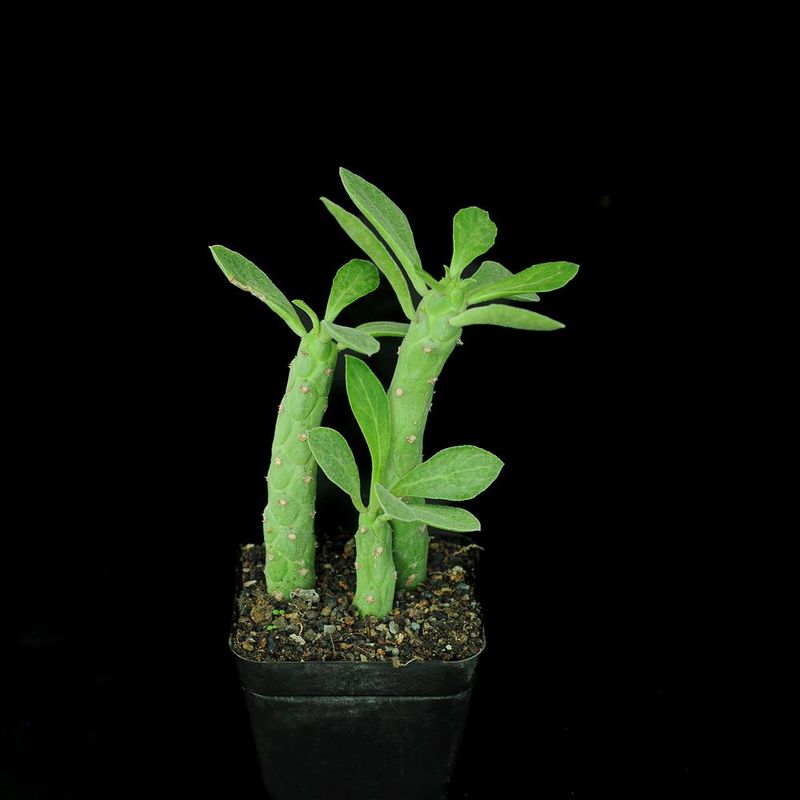 Monadenium lugardiae