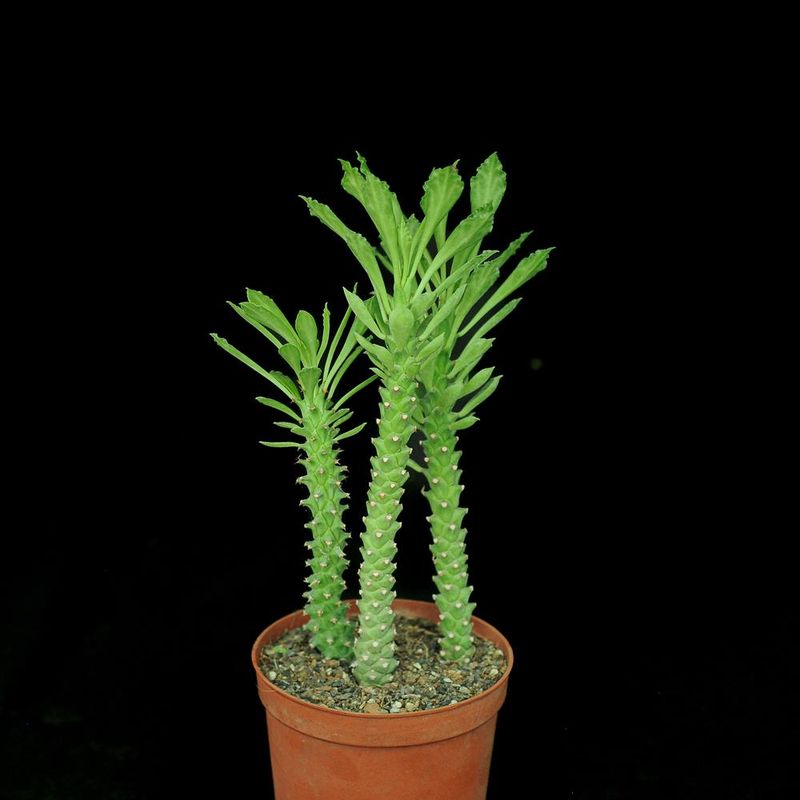 Monadenium schubei