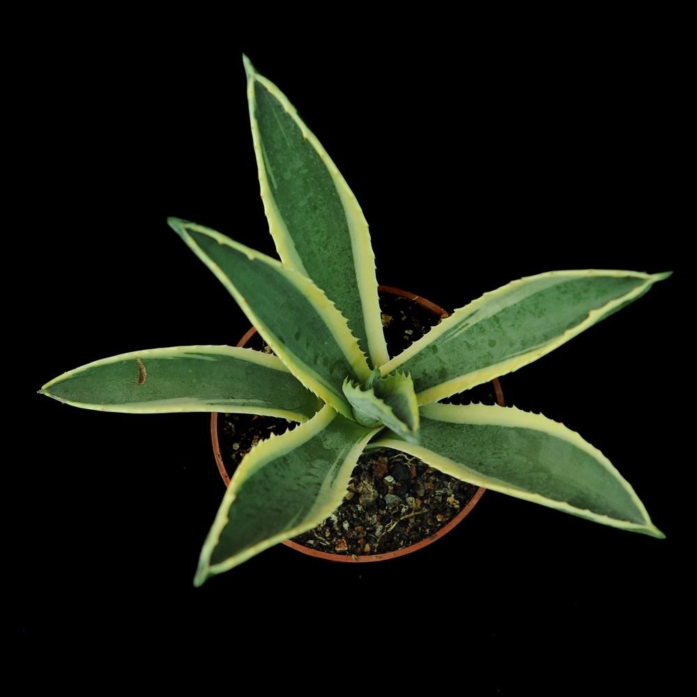 Agave americana 'Marginata aurea'