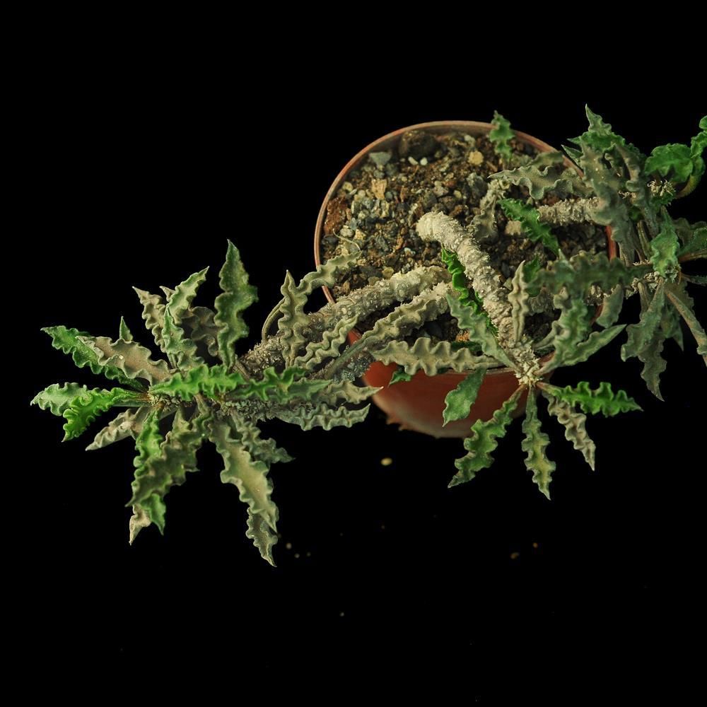 Euphorbia decaryi v. spirosticha