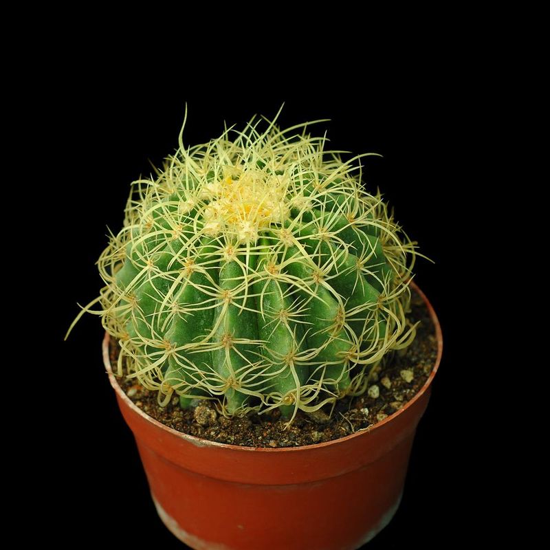Echinocactus Grusonii Curvispinus