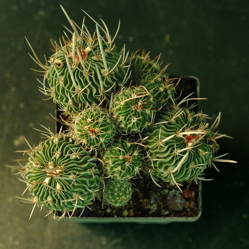 Seeds of Echinofossulocactus multicostatus SB1147 Los Imagines