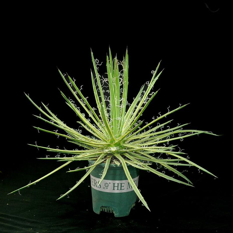 Agave leopoldi Variegated cv Hammertime