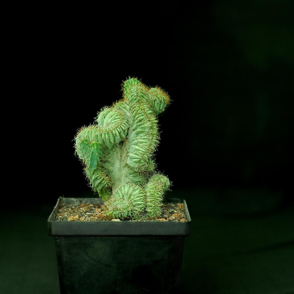 Myrtillocactus geometrizans elite crest Rooted India's 1 Online