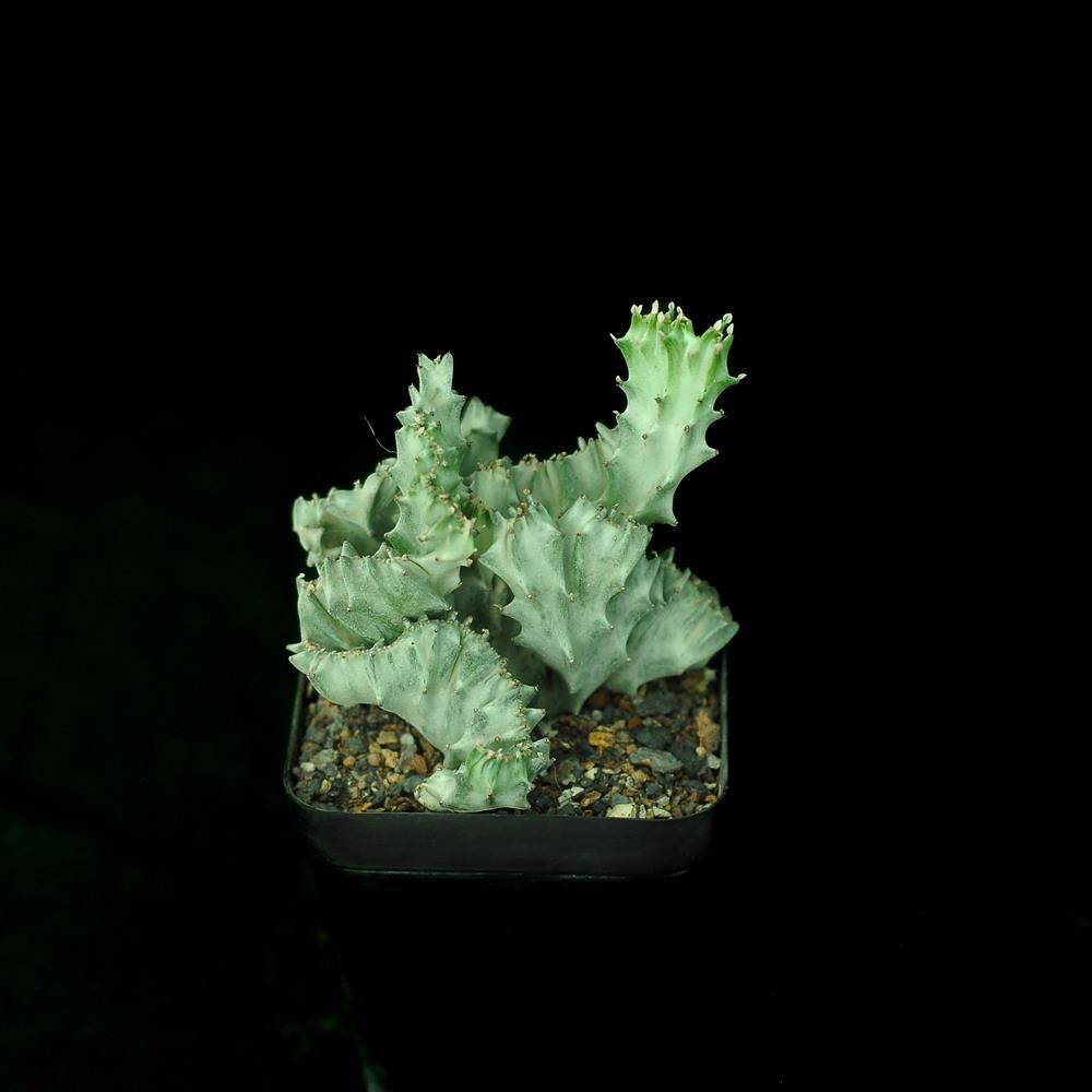 Euphorbia lactea crest Grafted Euphorbia lactea crest Grafted