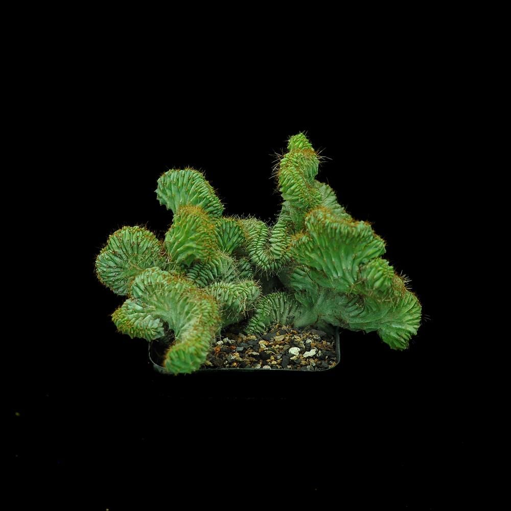 Myrtillocactus geometrizans elite crest Rooted India's 1 Online