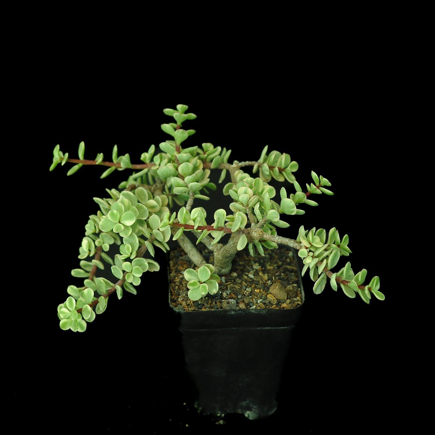 Portulacaria afra f. variegata India's 1 Online Garden Store Buy