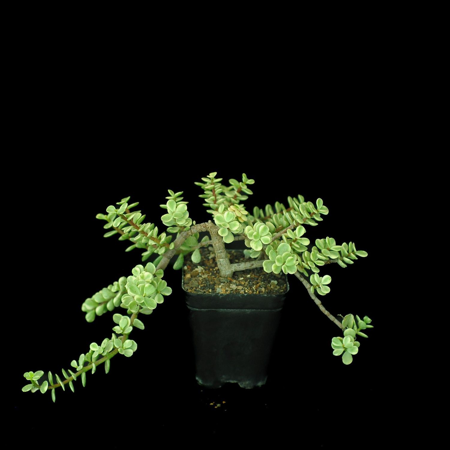 Portulacaria afra f. variegata India's 1 Online Garden Store Buy